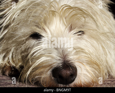 Couchage blanc plaintifs jeune westie Banque D'Images