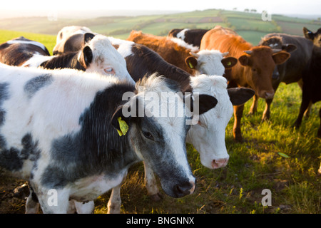 Curieux taureaux foule ensemble dans un champ les agriculteurs, Devon, Angleterre. Printemps (mai) 2009 Banque D'Images