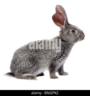 Lapin en studio sur un fond blanc. Banque D'Images