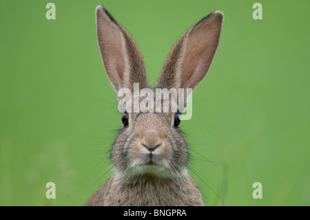 Portrait lapin sauvage à l'inhalation et directement à l'appareil photo Banque D'Images