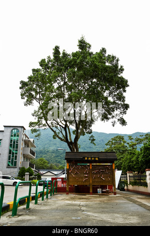 Les arbres qui souhaitent Lam Tsuen, Taipo, Hong Kong Banque D'Images