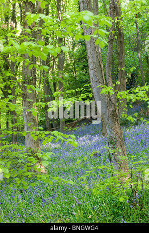 Bluebells commun (Hyacinthoides non-scripta) croissant en Coed Cefn woods, parc national de Brecon Beacons, Powys, Pays de Galles. Banque D'Images