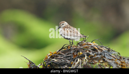 .Bécasseau variable Calidris alpina.en été adultes reposant sur le plumage des roches couvertes d'algues.Îles Shetland. Banque D'Images