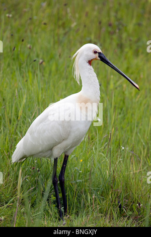 La Spatule blanche Platalea leucorodia ; ; ; Pays-Bas Texel Banque D'Images