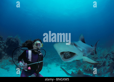 Gestionnaire de requins requins de récifs des Caraïbes rss (Carcharhinus perezi), Bahamas - Mer des Caraïbes. Banque D'Images