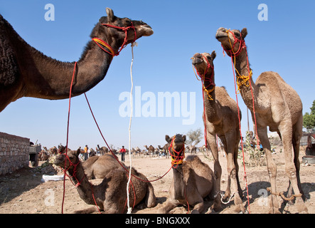 Les chameaux en vente. Le bétail Nagaur juste. Le Rajasthan. L'Inde Banque D'Images