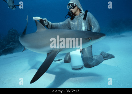 Gestionnaire de requins requins de récifs des Caraïbes rss (Carcharhinus perezi), Bahamas - Mer des Caraïbes. Banque D'Images