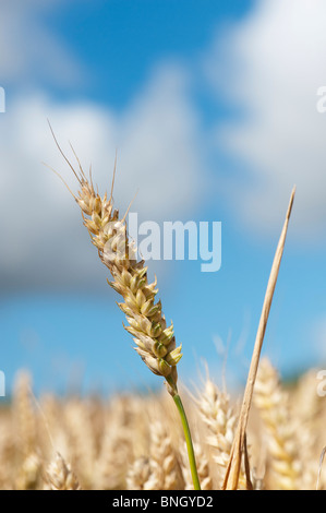 Triticum aestivum. Dans un champ de blé dans la campagne anglaise Banque D'Images