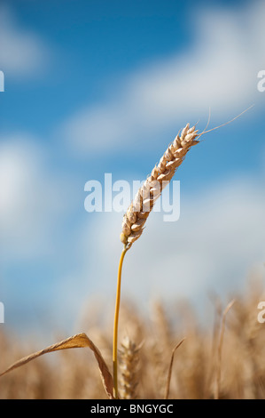 Triticum aestivum. Dans un champ de blé dans la campagne anglaise Banque D'Images