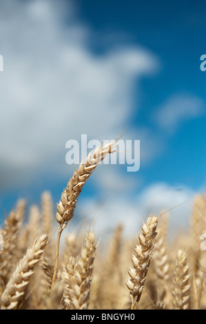 Triticum aestivum. Dans un champ de blé dans la campagne anglaise Banque D'Images