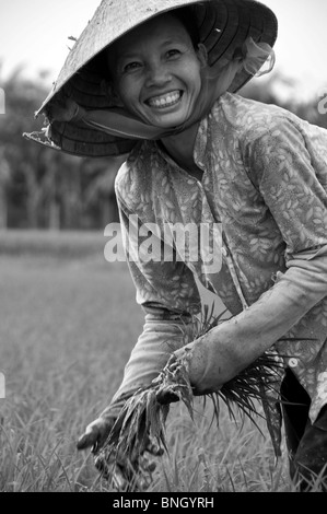 Delta du Mékong & Rizière fonctionne, Delta du Mékong, Vietnam Banque D'Images