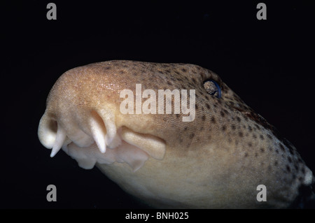 Bouche de requin épaulette (Hemiscyllium ocellatum) la nuit, Perth, Australie - l'Océan Indien. Banque D'Images