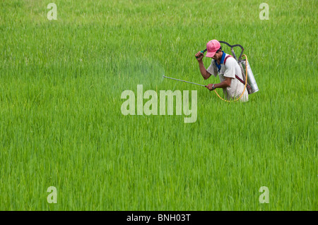 Les sections locales, Delta du Mékong, Vietnam Banque D'Images