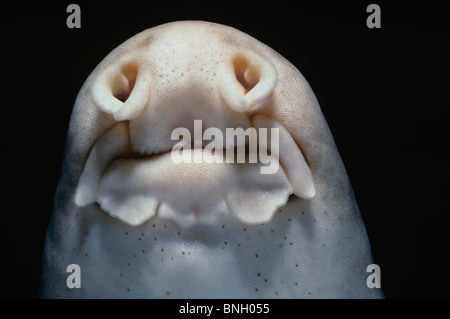 Bouche de requin épaulette (Hemiscyllium ocellatum) pendant la nuit, de l'Australie - Pacifique Ouest Banque D'Images