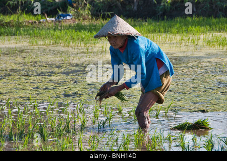 Les sections locales, Delta du Mékong, Vietnam Banque D'Images
