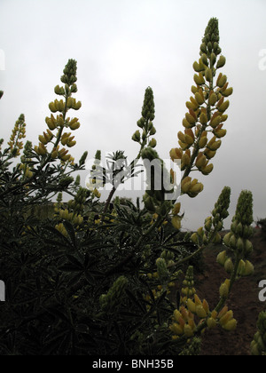 Arbre jaune lupin (Lupinus arboreus) après la pluie Banque D'Images