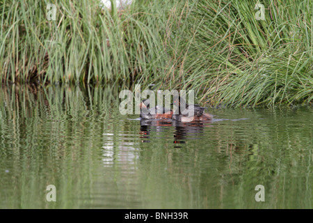 Black-necked Grebe parents, portant leurs poussins sur leur dos (Podiceps nigricollis) Banque D'Images