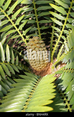 Les Cycadales Lebombo, Piet Relief ou de cycadales Cycas Encephalartos lebomboensis, Zululand, Zamiaceae, Afrique du Sud. Les espèces en voie de disparition. Banque D'Images