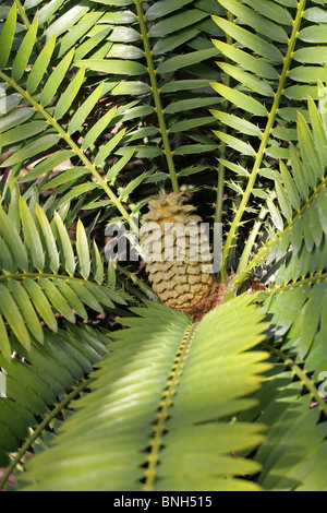 Les Cycadales Lebombo, Piet Relief ou de cycadales Cycas Encephalartos lebomboensis, Zululand, Zamiaceae, Afrique du Sud. Les espèces en voie de disparition. Banque D'Images