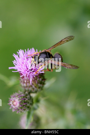 Guêpe Dolichovespula médian, médias, Vespinae, des Vespidés et, Apocrita, d'Hyménoptères Banque D'Images