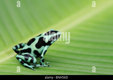 Noir et vert grenouille Dendrobates auratus, Poison, dans les forêts tropicales, Chilamate, Costa Rica Banque D'Images