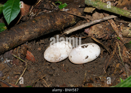 Serpent (Bushmaster, Lachesis) stenophrys les oeufs, dans la forêt tropicale, Chilamate, Costa Rica Banque D'Images