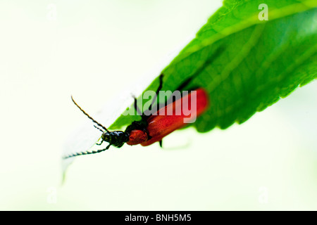 Le red lily beetle, le Dévoreur de Lily, d'insectes rouge Banque D'Images