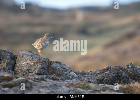 Chevalier Gambette (Tringa totanus), Vestmannaeyjar, Islande Banque D'Images