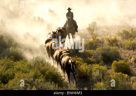 Seule une ligne de guidage cowboy chevaux à travers le désert Banque D'Images
