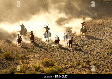 Trois Cowboys sur les chevaux au galop et la corde à travers le désert Banque D'Images