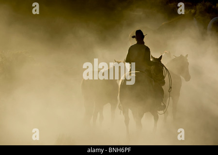 Cowboy unique avec une corde et des chevaux dans la poussière Banque D'Images