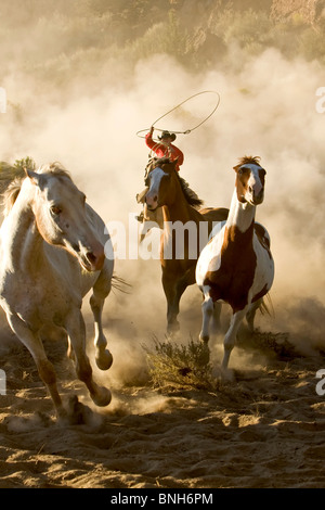 Un Cowboy au lasso et au galop des chevaux sauvages dans le désert Banque D'Images