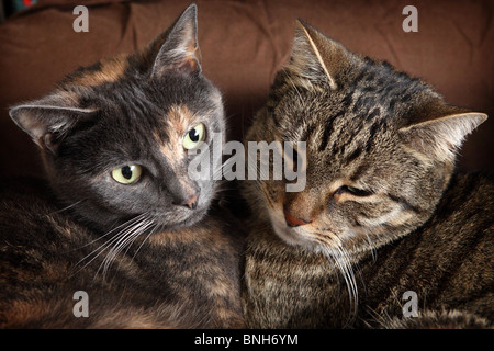 Deux chats couchés ensemble, en symétrie avec les autres Banque D'Images