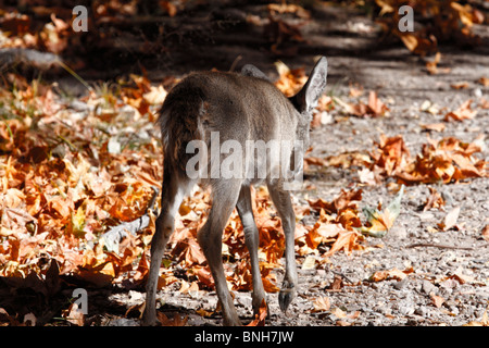Coues fauve à queue blanche (Odocoileus virginianus) couesi, le sud de l'Arizona Banque D'Images