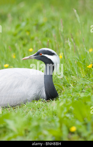 Grue demoiselle (Anthropoides virgo). Femelle sur nid d'embrayage en incubation de deux oeufs. Banque D'Images