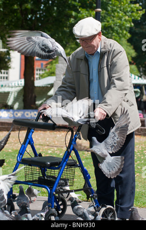 Un pensionné avec déambulateur alimente les pigeons. Redditch, Worcestershire, Angleterre. Banque D'Images