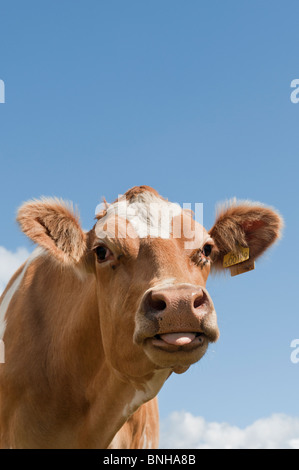 Vache Guernsey contre blue cloudy sky coller sa langue Banque D'Images