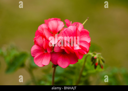 Pelargonium zonale, géranium, en fleurs en été Banque D'Images