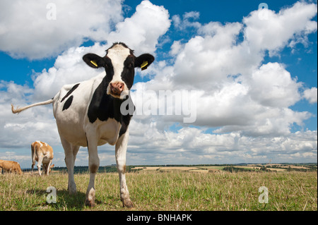 Les jeunes contre la vache Holstein blue cloudy sky Banque D'Images