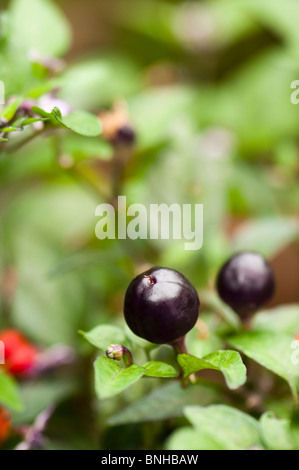 Capsicum annuum var Annuum 'Fillius Blue' au Chelsea Physic Garden, Londres Banque D'Images