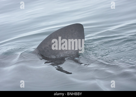 Basking Shark Fin Banque D'Images