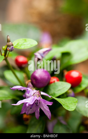 Capsicum annuum var Annuum 'Aurora' au Chelsea Physic Garden, Londres Banque D'Images