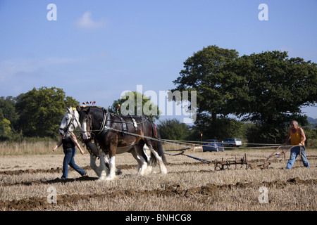 Chevaux lourds prenant part à l'assemblée annuelle du concours de labour, Loseley Park, Surrey 2009 Banque D'Images