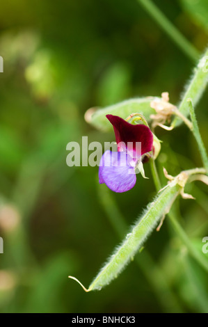 Pois à l'ancienne, Lathyrus odoratus 'Matucana' en fleur au Chelsea Physic Garden, Londres Banque D'Images