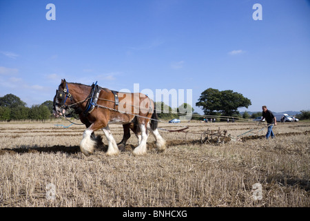 Chevaux lourds prenant part à l'assemblée annuelle du concours de labour, Loseley Park, Surrey 2009 Banque D'Images