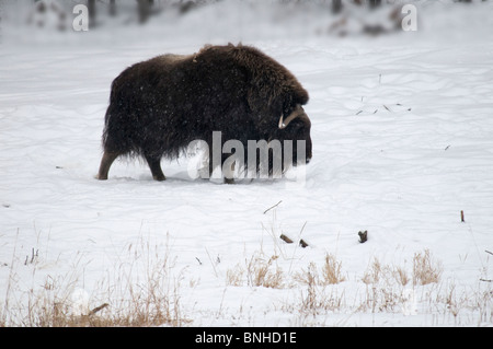 Le bœuf musqué Ovibos moschatos la réserve faunique du Yukon Canada Amérique du Nord hiver neige faune sauvage faune sauvage nature animale Banque D'Images