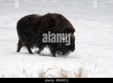 Le bœuf musqué Ovibos moschatos la réserve faunique du Yukon Canada Amérique du Nord hiver neige faune sauvage faune sauvage nature animale Banque D'Images