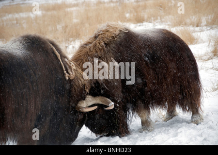 Le bœuf musqué Ovibos moschatos la réserve faunique du Yukon Canada Amérique du Nord hiver neige faune sauvage faune sauvage nature animale Banque D'Images