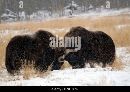 Le bœuf musqué Ovibos moschatos la réserve faunique du Yukon Canada Amérique du Nord hiver neige faune sauvage faune sauvage nature animale Banque D'Images