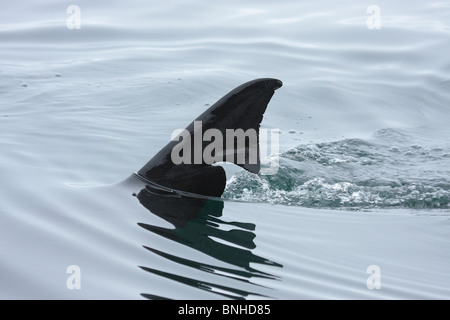 Basking Shark Fin Banque D'Images